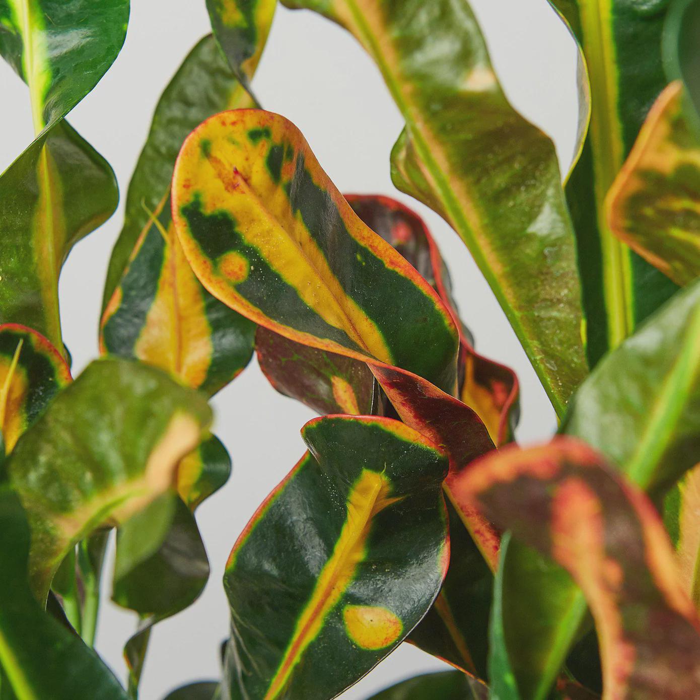 Croton 'Mammy' Indoor Plants 3" Pot Austin Jungle Co.