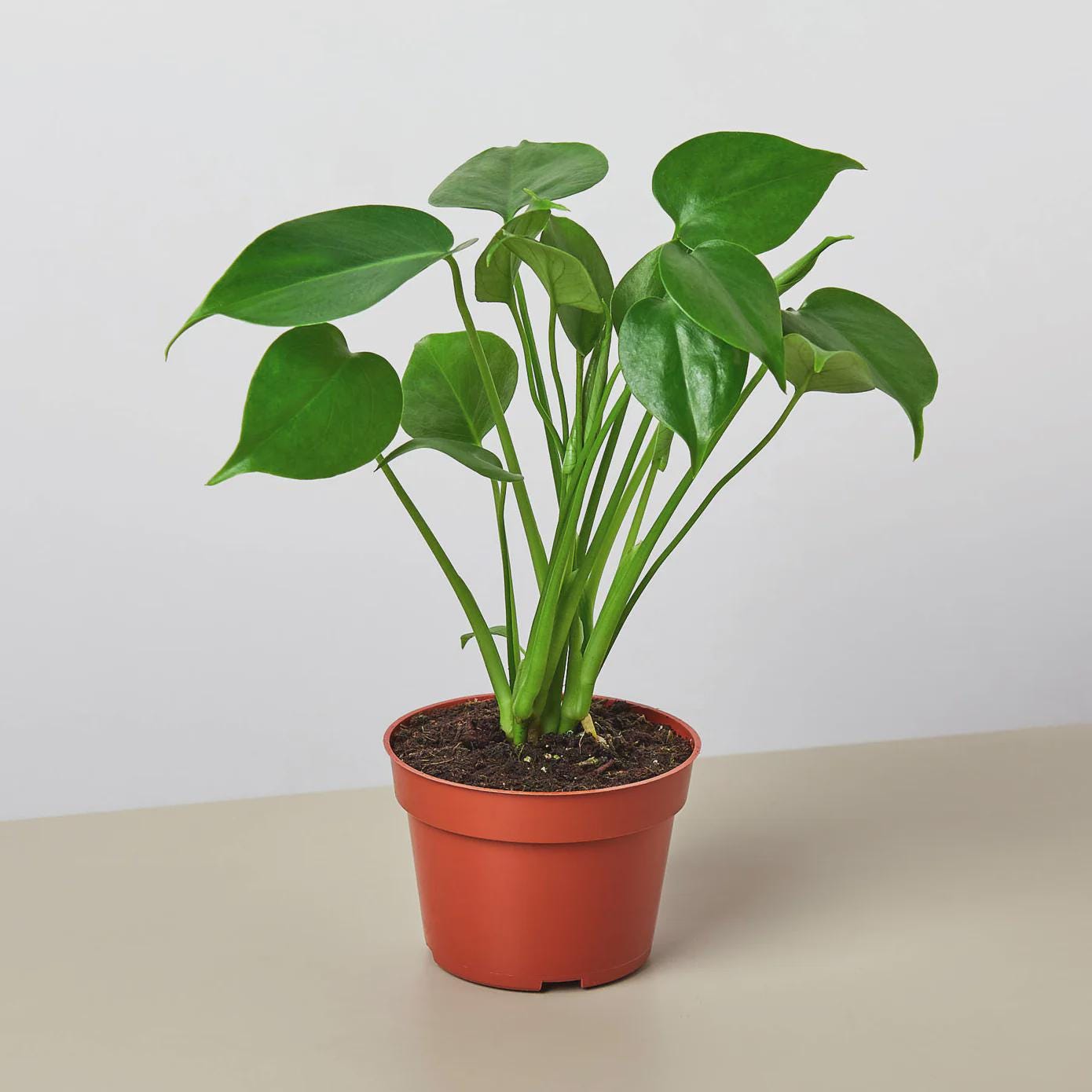 Monstera Deliciosa Split-Leaf Indoor Plants 4" Pot / Nursery Pot Austin Jungle Co.