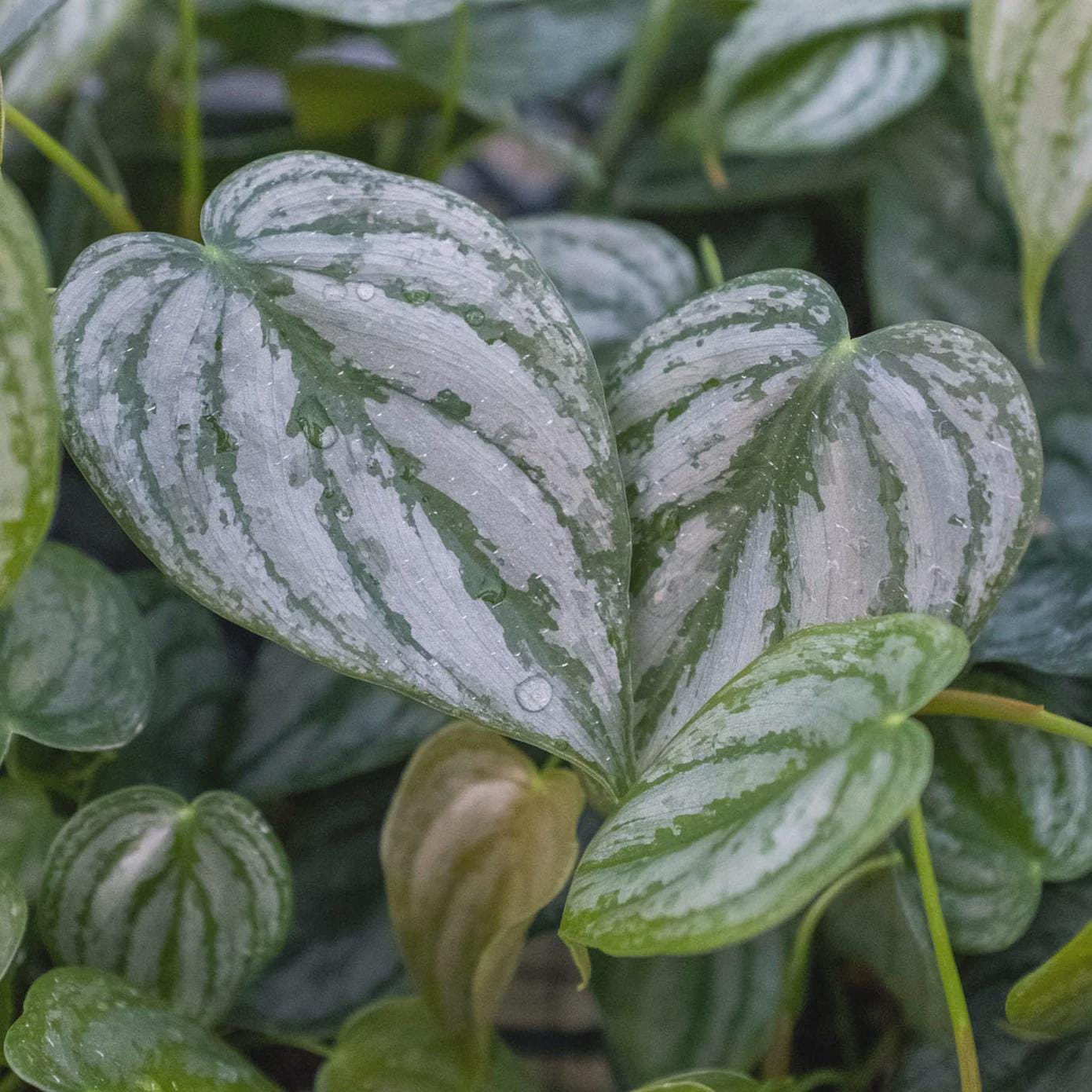 Philodendron 'Brandtianum' Indoor Plants 4" Pot Austin Jungle Co.