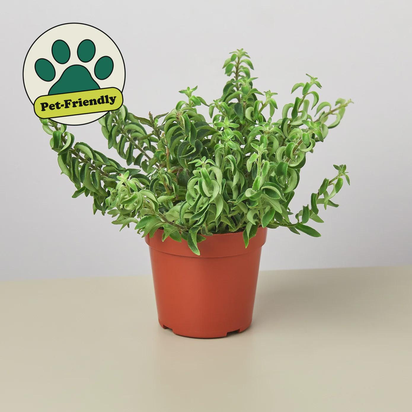Curly Lipstick Plant Indoor Plants 3" Pot Austin Jungle Co.
