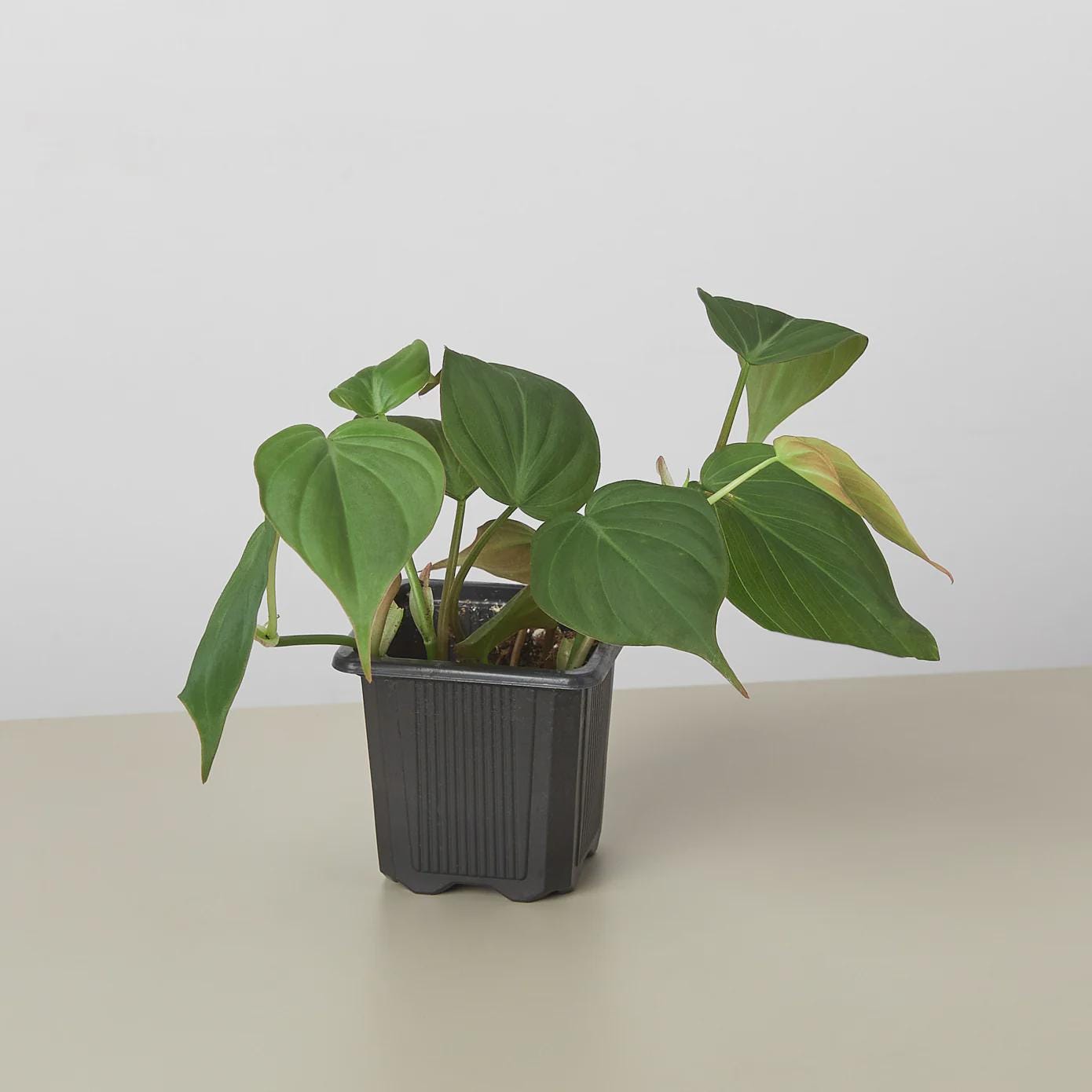 Philodendron 'Velvet' Indoor Plants 3" Pot / Nursery Pot Austin Jungle Co.