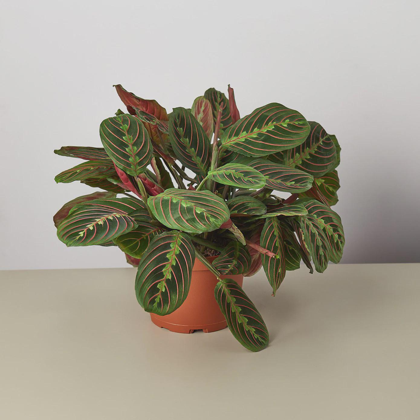Maranta Red Prayer Plant Indoor Plants 6" Pot / Nursery Pot Austin Jungle Co.