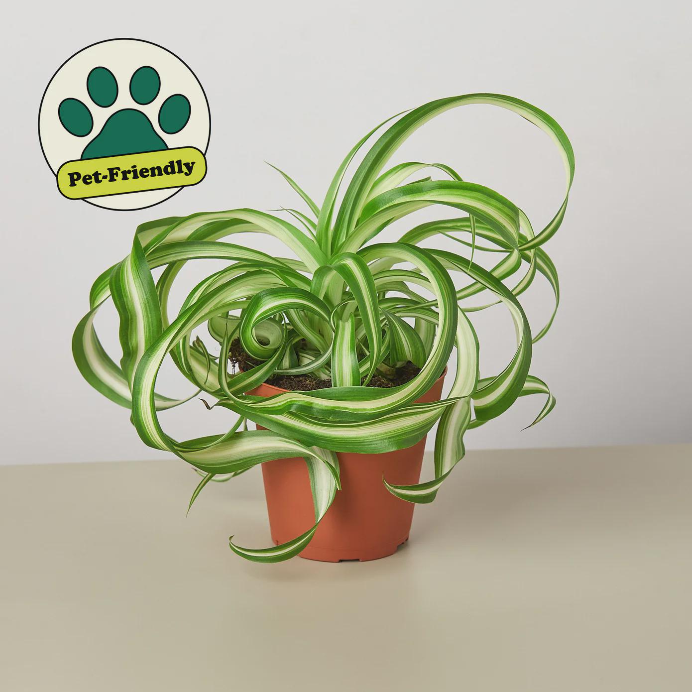 Spider Plant 'Bonnie' Indoor Plants 4" Pot / Nursery Pot Austin Jungle Co.