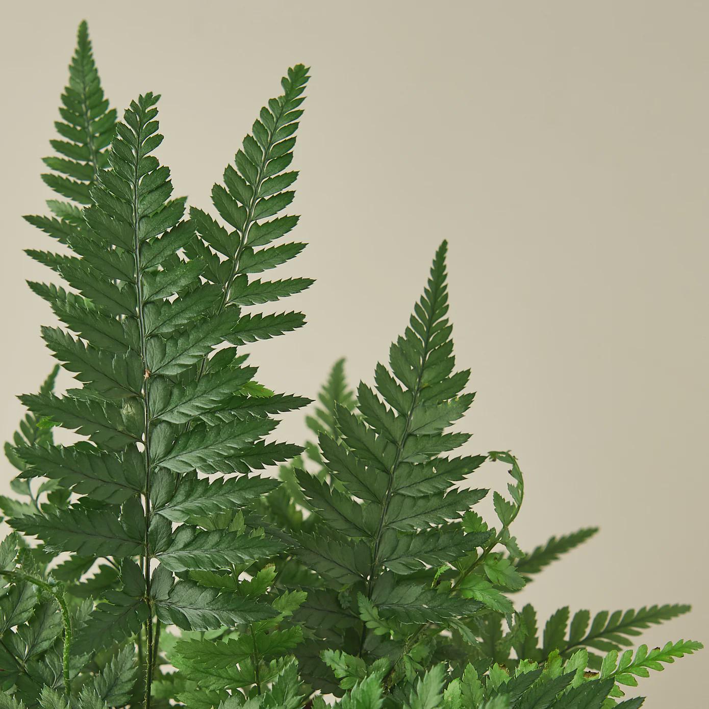 'Korean Rock' Fern Indoor Plants 4" Pot Austin Jungle Co.