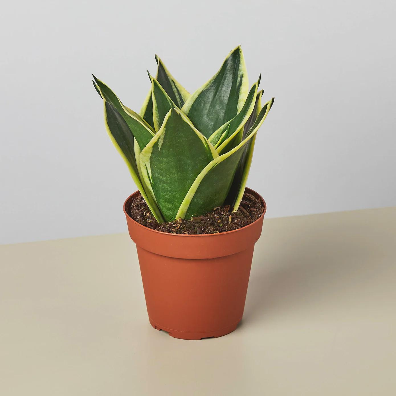Snake Plant Black Gold Indoor Plants 2" Pot Austin Jungle Co.
