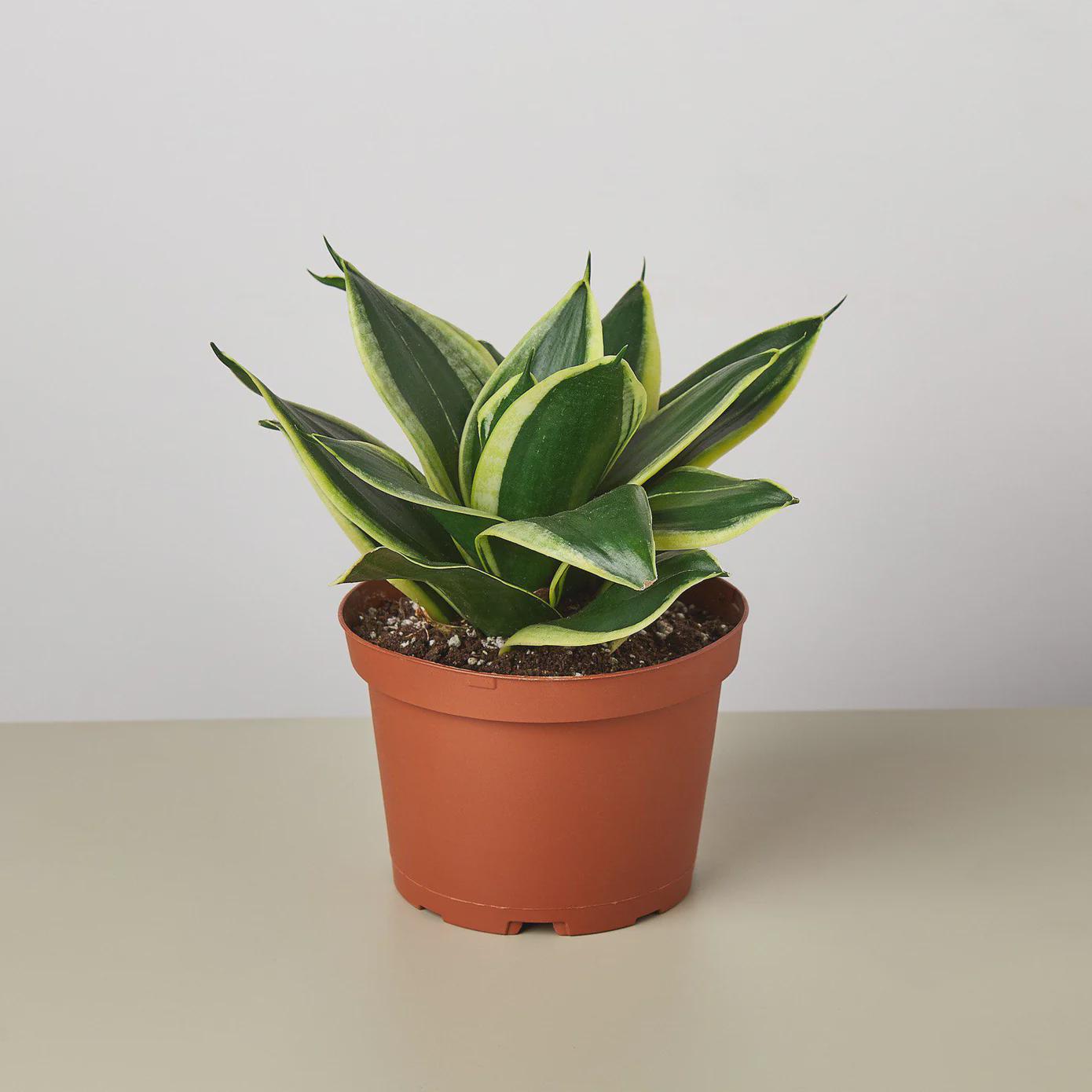 Snake Plant Black Gold Indoor Plants 2" Pot Austin Jungle Co.