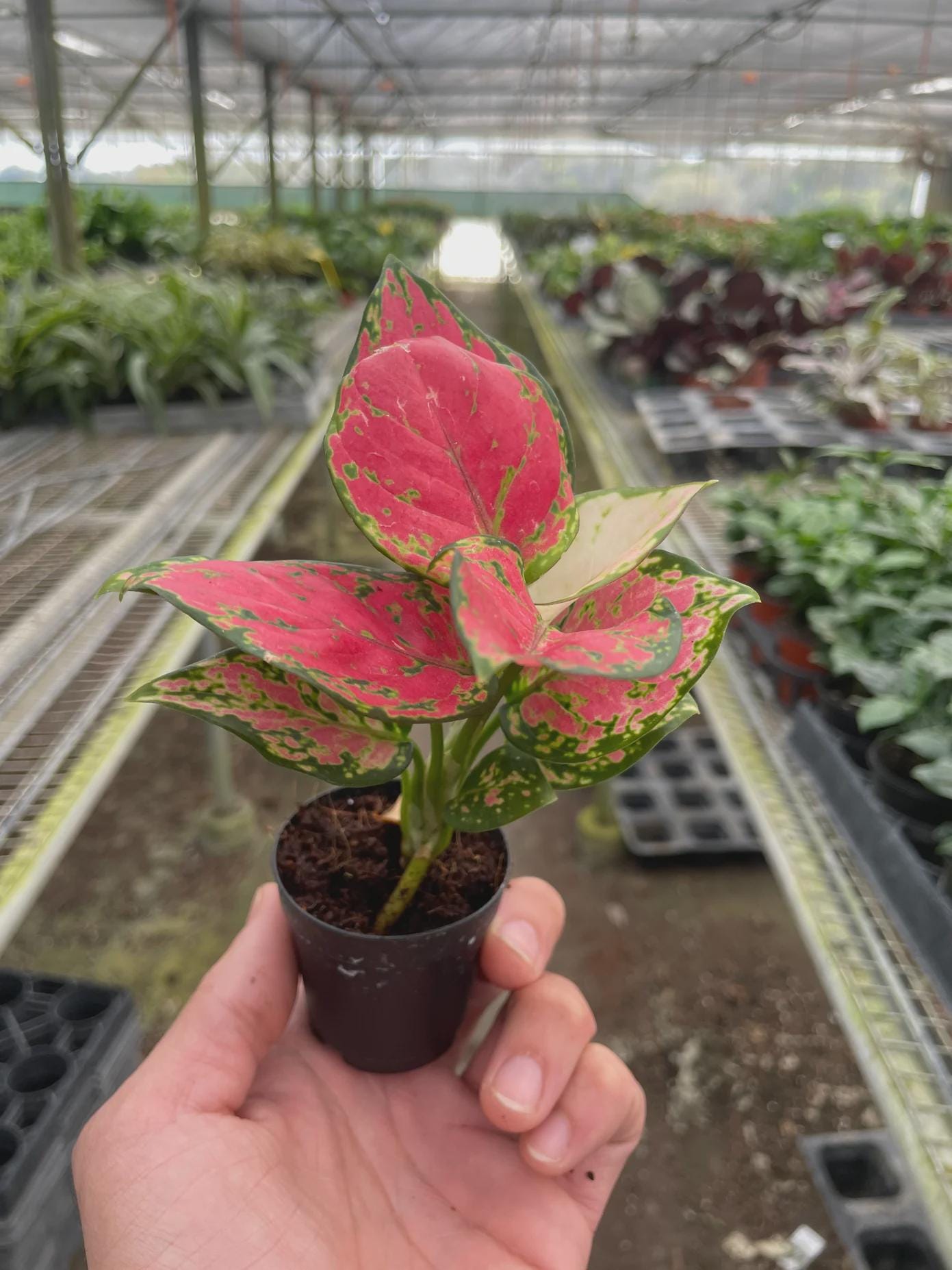 Chinese Evergreen 'Lady Valentine' Indoor Plants 2" Pot Austin Jungle Co.