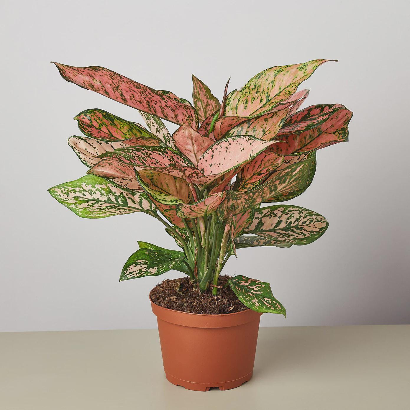Chinese Evergreen 'Lady Valentine' Indoor Plants 2" Pot Austin Jungle Co.
