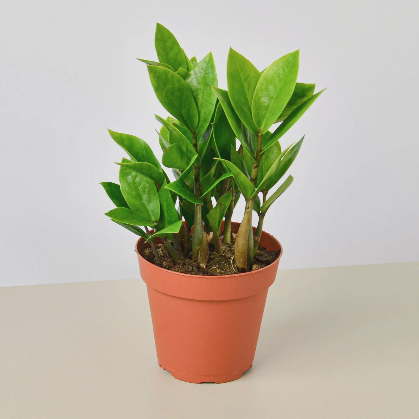 Zamioculcas Zamiifolia ZZ Indoor Plants 4" Pot / Nursery Pot Austin Jungle Co.