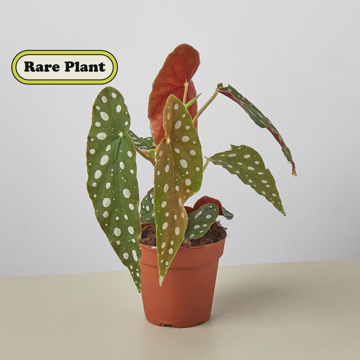 Begonia 'Maculata' 4" Plant (1pk/$2) ($6 Ship/15oz) 4" Pot Austin Jungle Co.