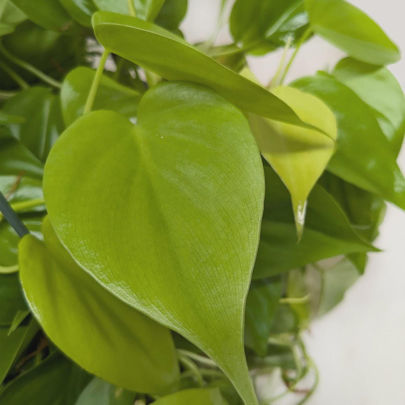 Philodendron 'Neon' 4" Plant 3" Pot Austin Jungle Co.