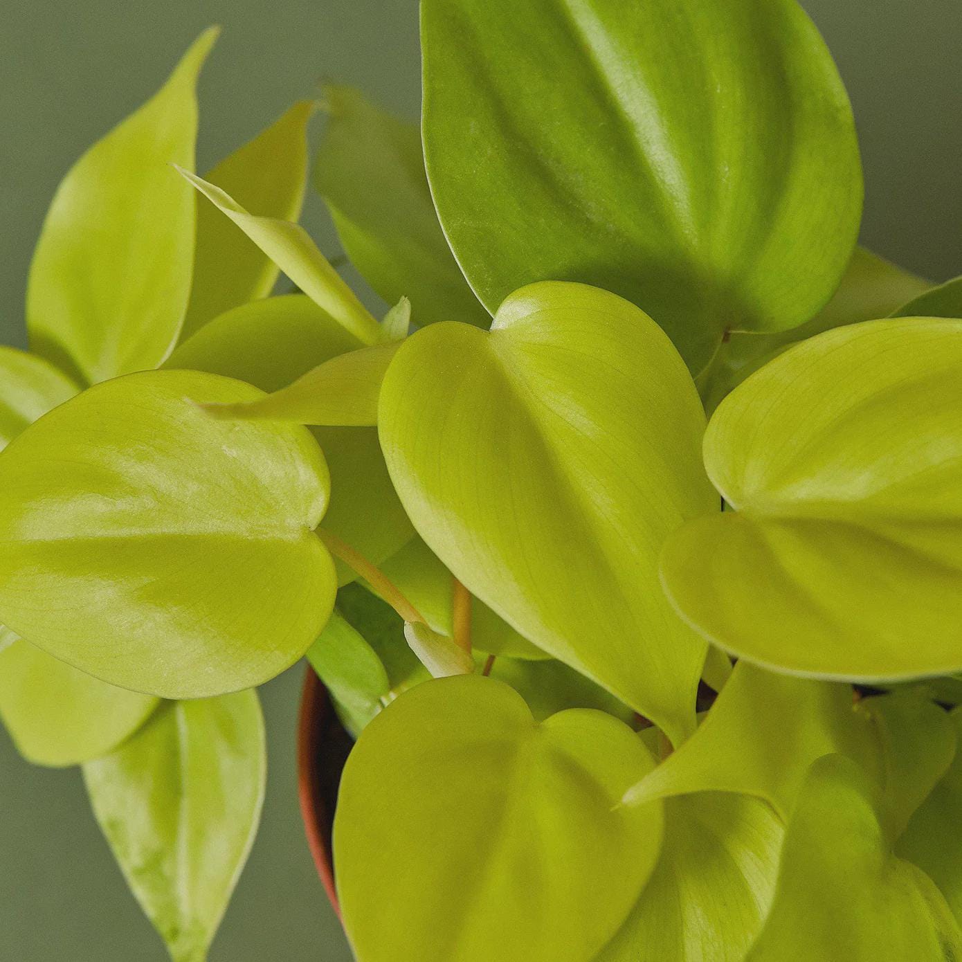 Philodendron 'Neon' 4" Plant 3" Pot Austin Jungle Co.