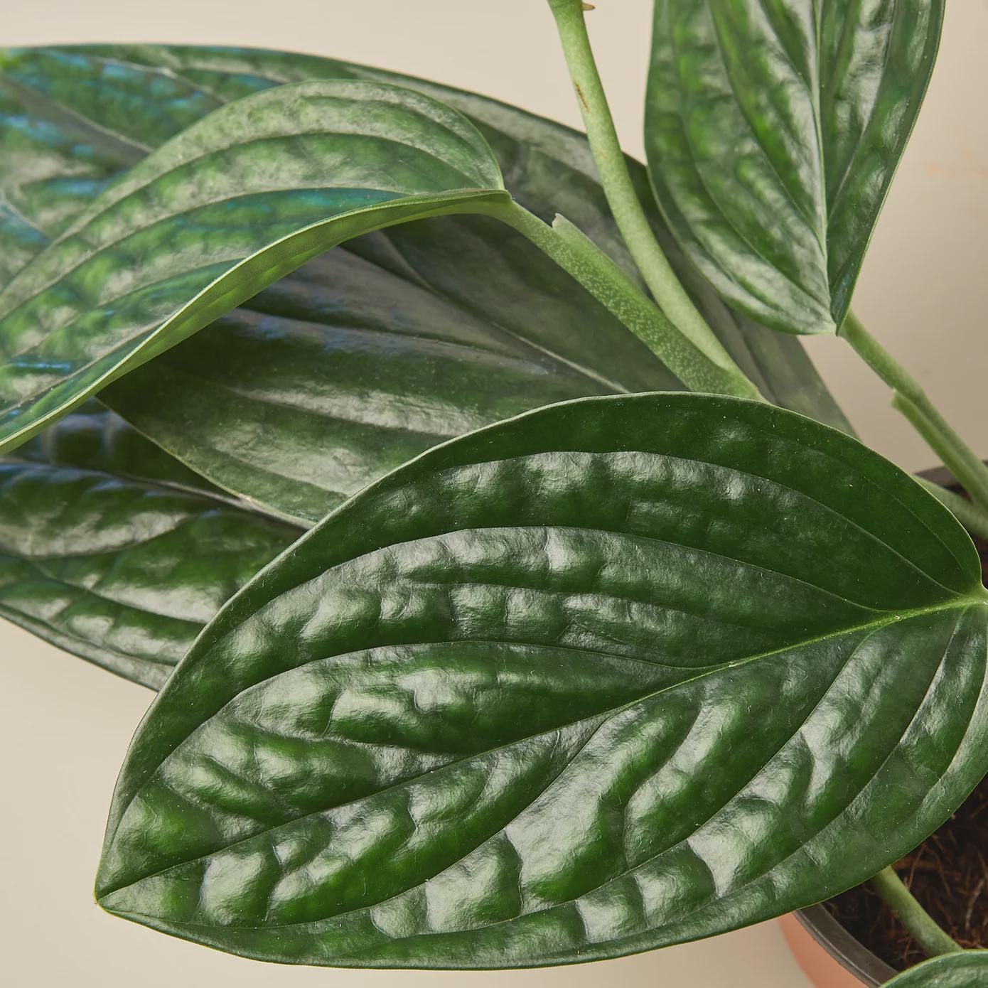 Monstera 'Peru' Indoor Plants 2" Pot Austin Jungle Co.