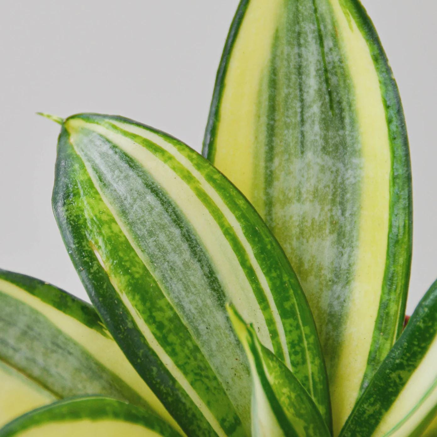 Snake Plant Gold Hahnii Indoor Plants 3" Pot Austin Jungle Co.