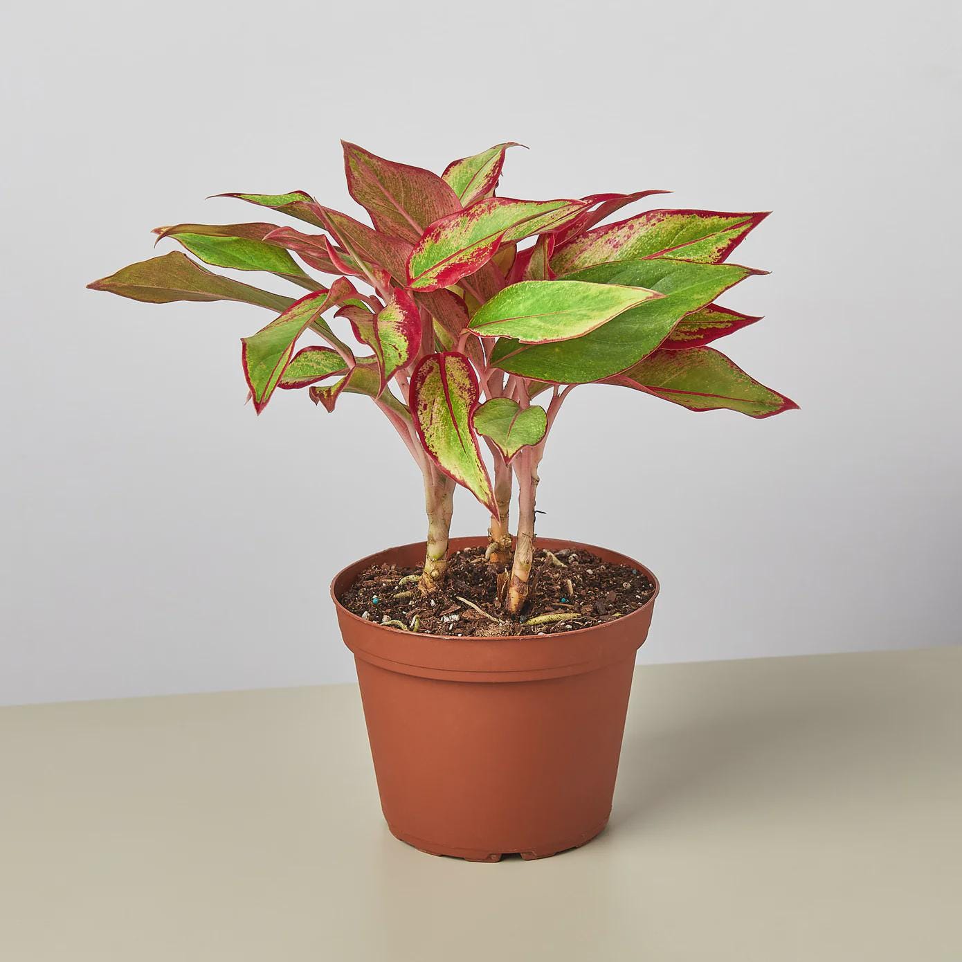 Chinese Evergreen 'Red Siam' Indoor Plants 4" Pot Austin Jungle Co.