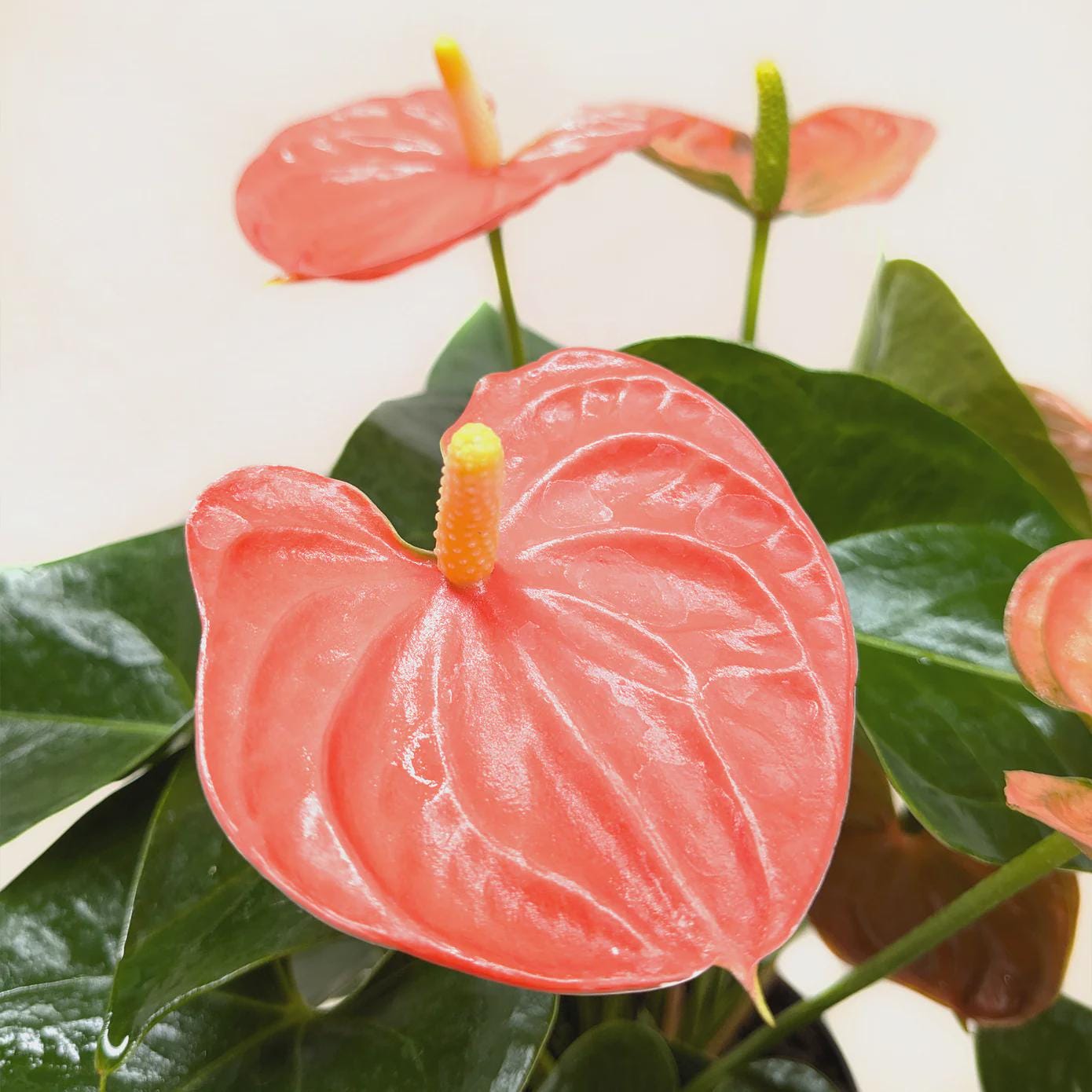 Anthurium 'Orange' Indoor Plants 6" Pot Austin Jungle Co.