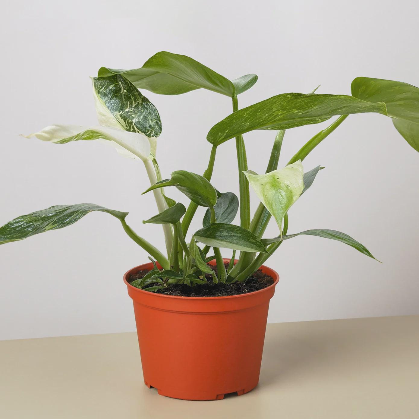 Philodendron Jose Bueno 4" Plant 4" Pot Austin Jungle Co.