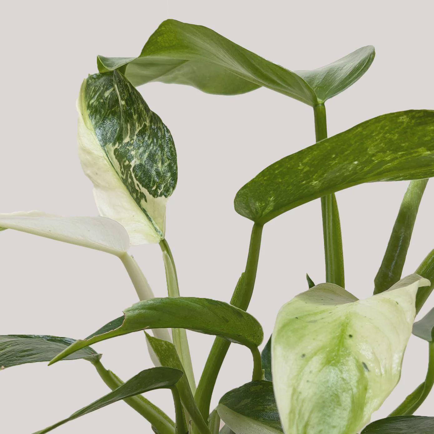 Philodendron Jose Bueno 4" Plant 4" Pot Austin Jungle Co.
