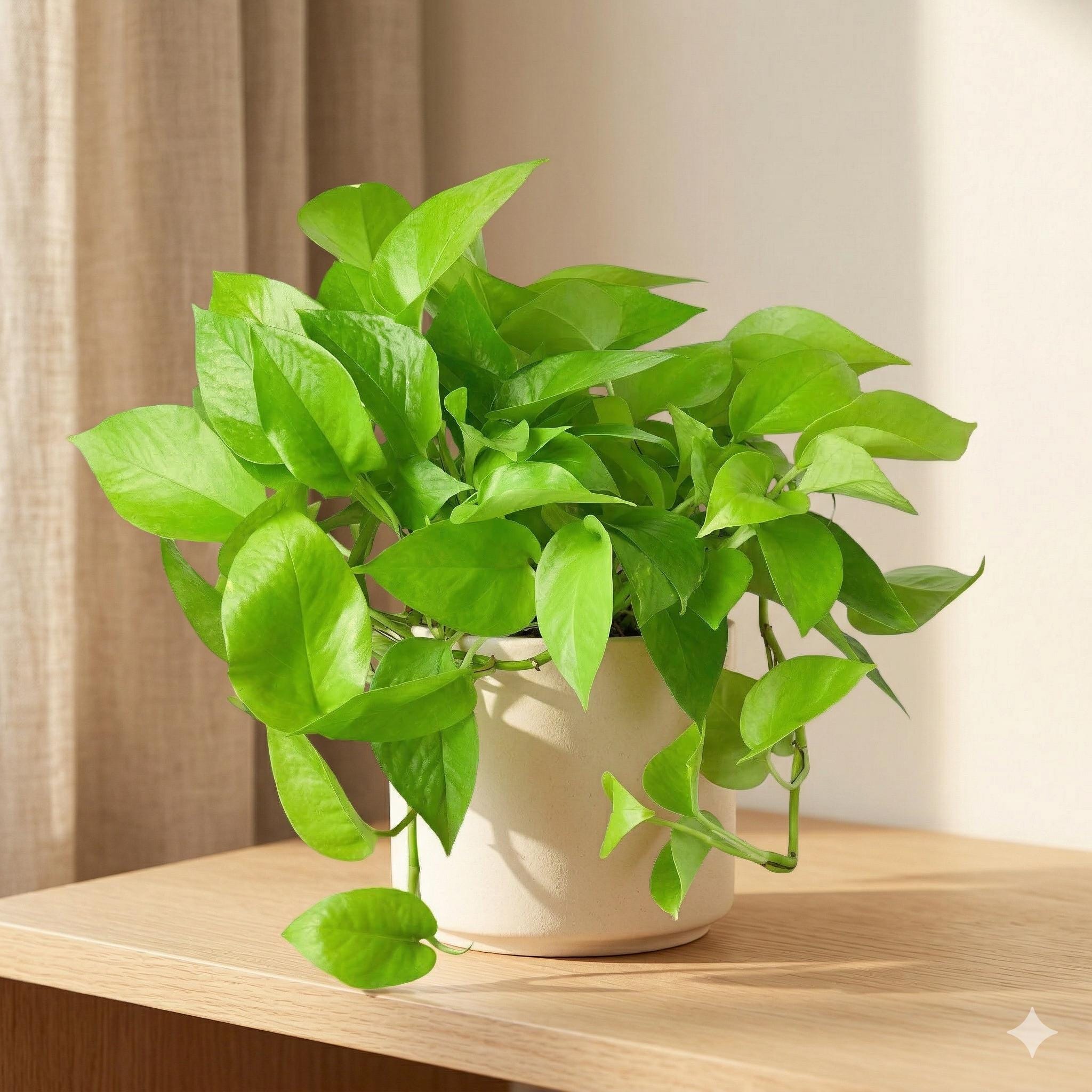 Pothos 'Neon' Indoor Plants 3" Pot / Nursery Austin Jungle Co.