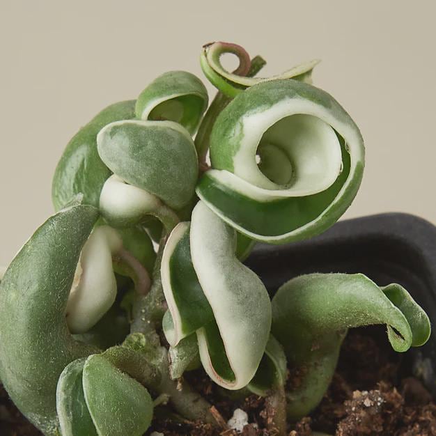 Hoya 'Rope Plant' Variegated 4" Plant 3" Pot Austin Jungle Co.