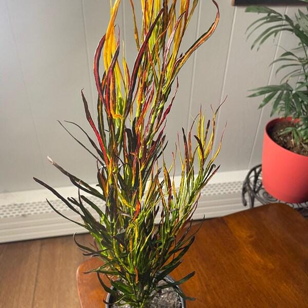 Croton 'Picasso'
