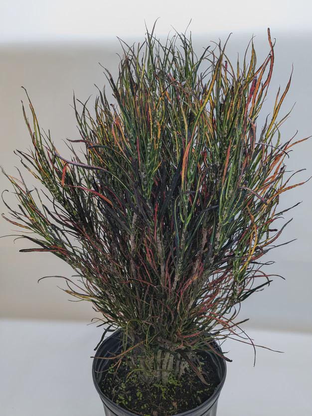 Croton 'Picasso'