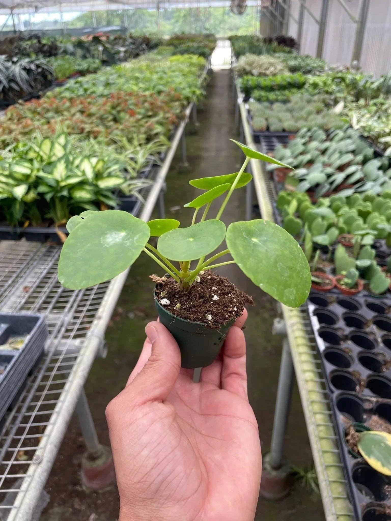 Pilea Peperomioides 'Chinese Money' Indoor Plants 3" Pot / Nursery Pot Austin Jungle Co.