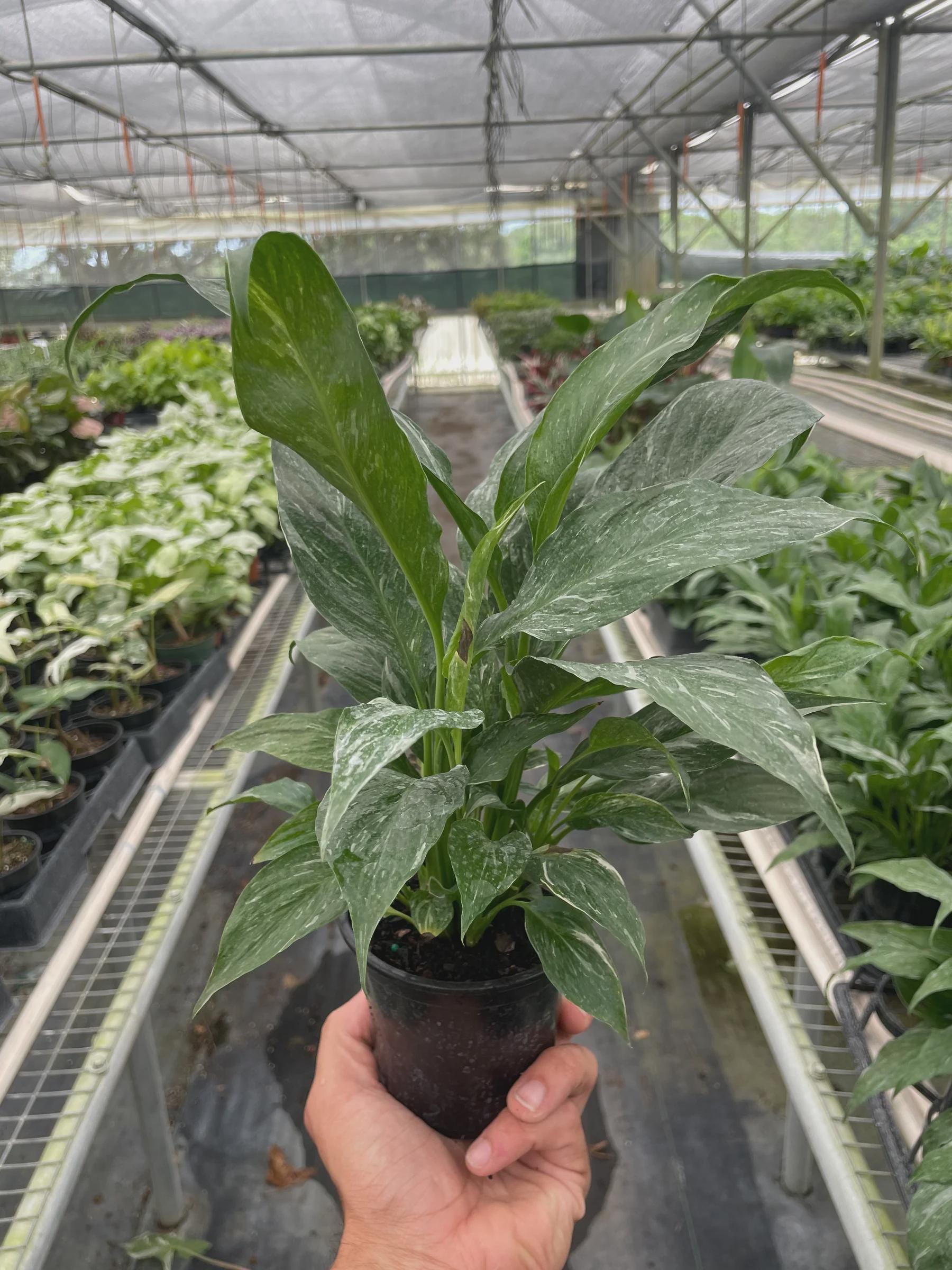 Variegated Spathiphyllum 'Domino' Default 2" Pot / Nursery Pot Austin Jungle Co.