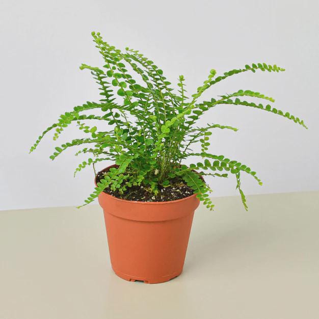 Fern 'Lemon Button' Indoor Plants 3" Pot / Nursery Pot Austin Jungle Co.