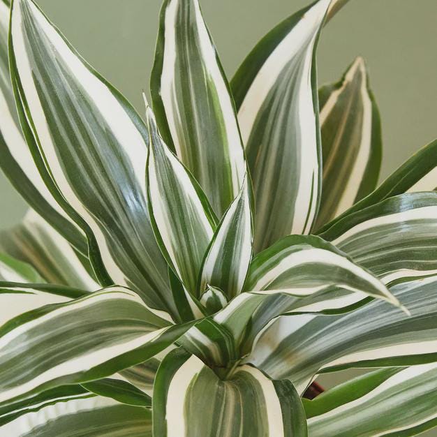 Dracaena 'Warneckii White Jewel' Default 4" Pot Austin Jungle Co.