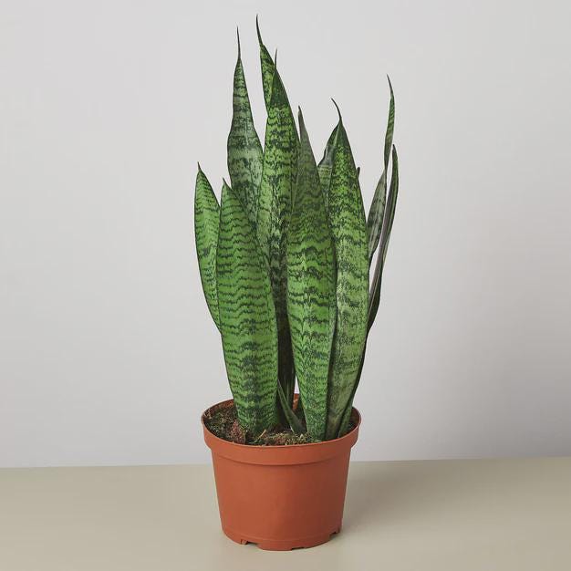 Snake Plant 'Zeylanica' Indoor Plants 6" Pot / Nursery Pot Austin Jungle Co.
