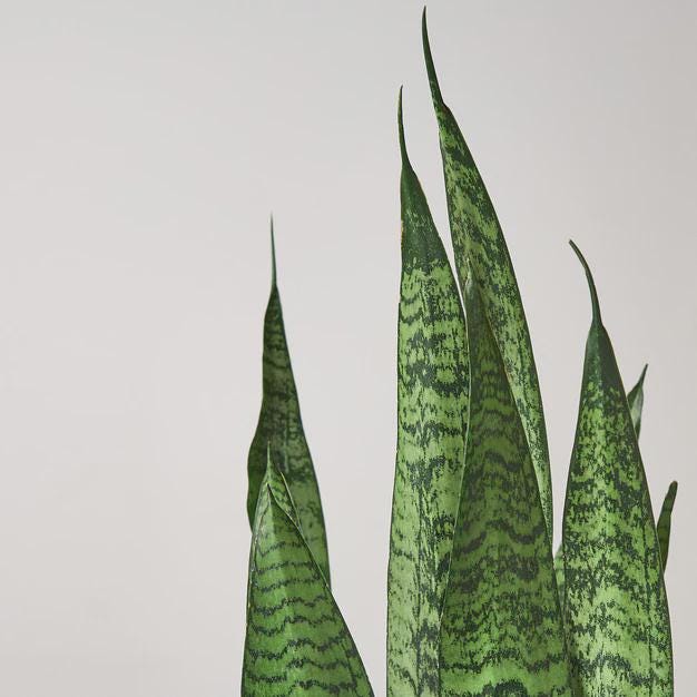 Snake Plant 'Zeylanica' Indoor Plants 3" Pot / Nursery Pot Austin Jungle Co.