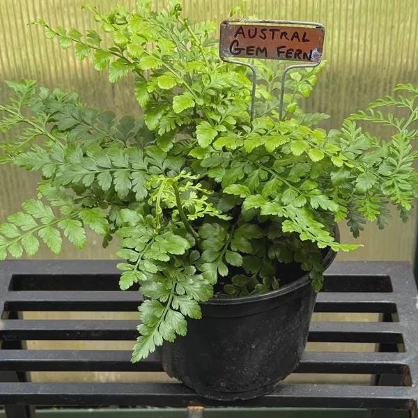 Austral Gem Fern Indoor Plants 4" Pot Austin Jungle Co.