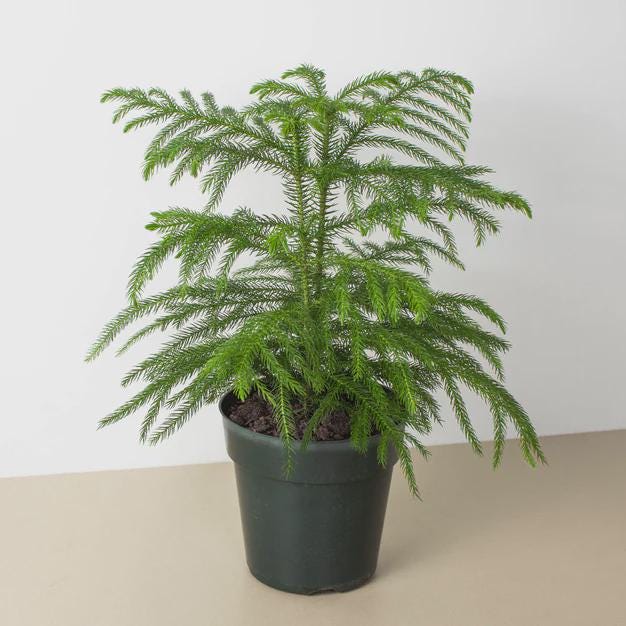 Norfolk 'Island Pine' 4" Pot Austin Jungle Co.