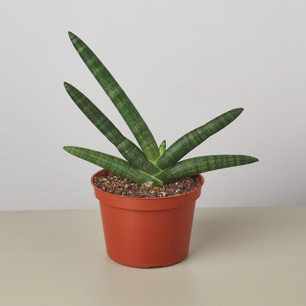 Snake Plant Starfish Indoor Plants 3" Pot Austin Jungle Co.