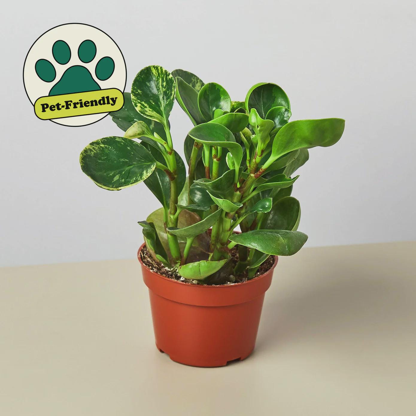 Peperomia 'Marble' Indoor Plants 3" Pot Austin Jungle Co.