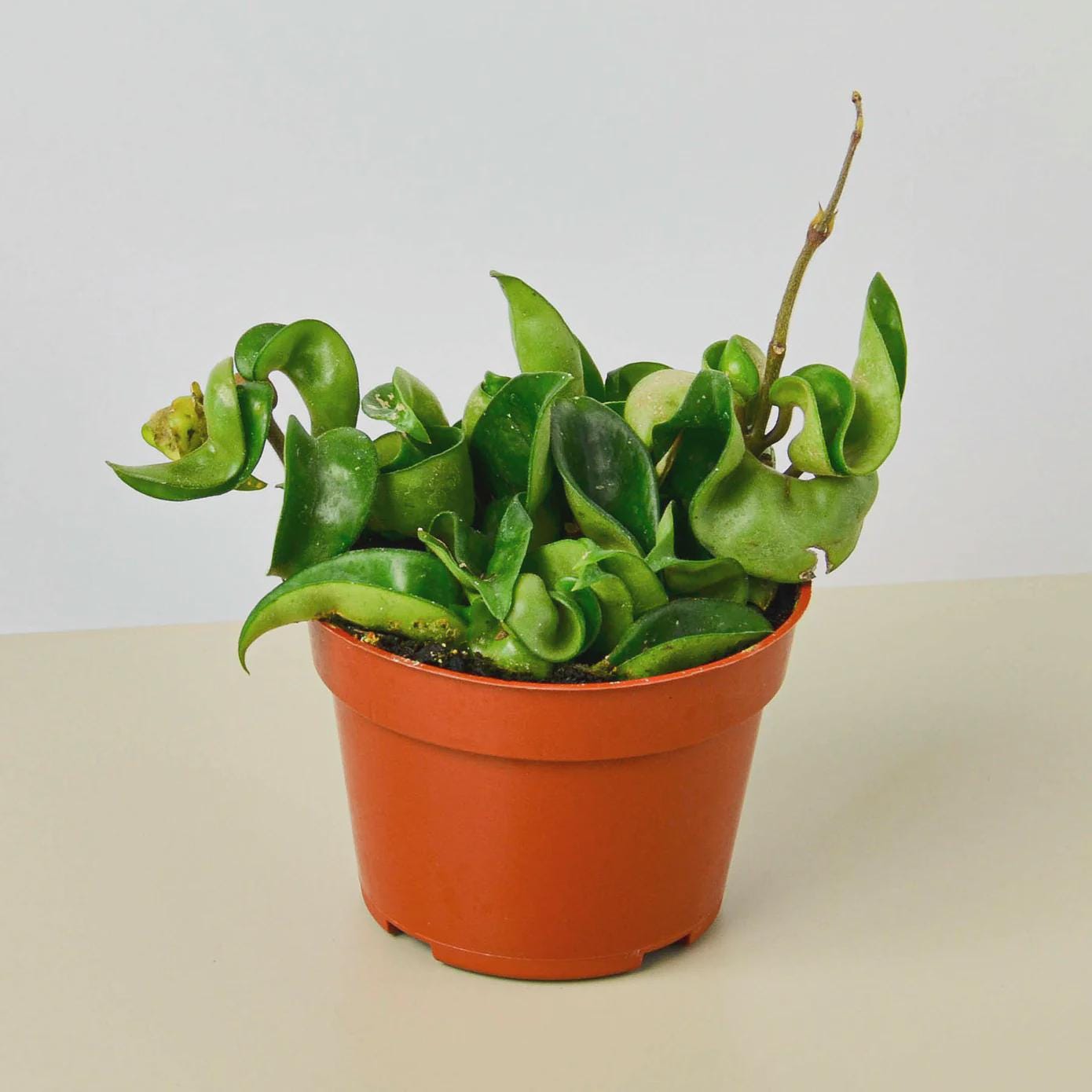 Hoya Rope Plant 4" Plant 3" Pot / Nursery Pot Austin Jungle Co.