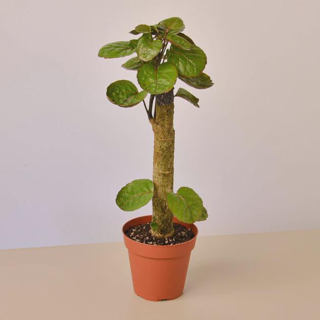 Aralia Fabian Stump 'Polyscias Scutellaria' Indoor Plants 4" Pot Austin Jungle Co.