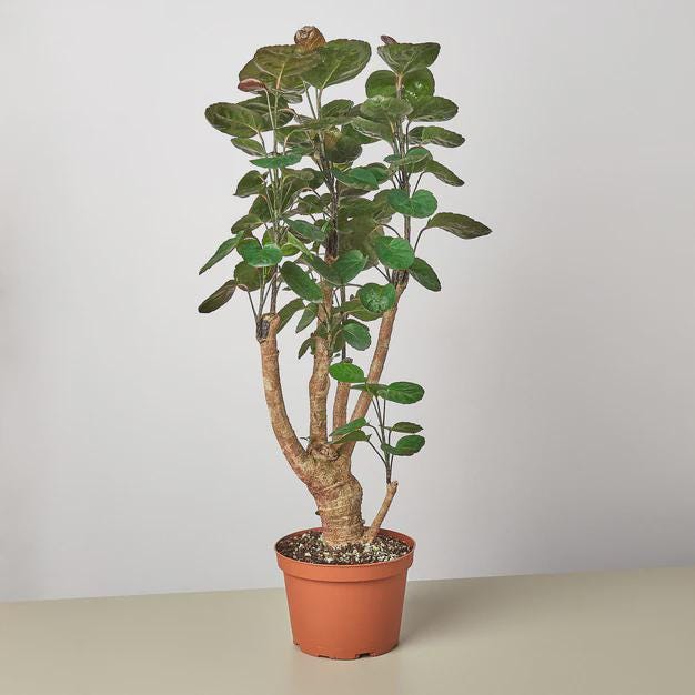 Aralia Fabian Stump 'Polyscias Scutellaria' Indoor Plants 4" Pot Austin Jungle Co.