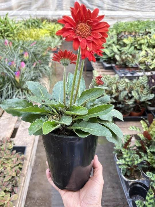 Gerbera Sweet Love Red Default 6" Pot Austin Jungle Co.