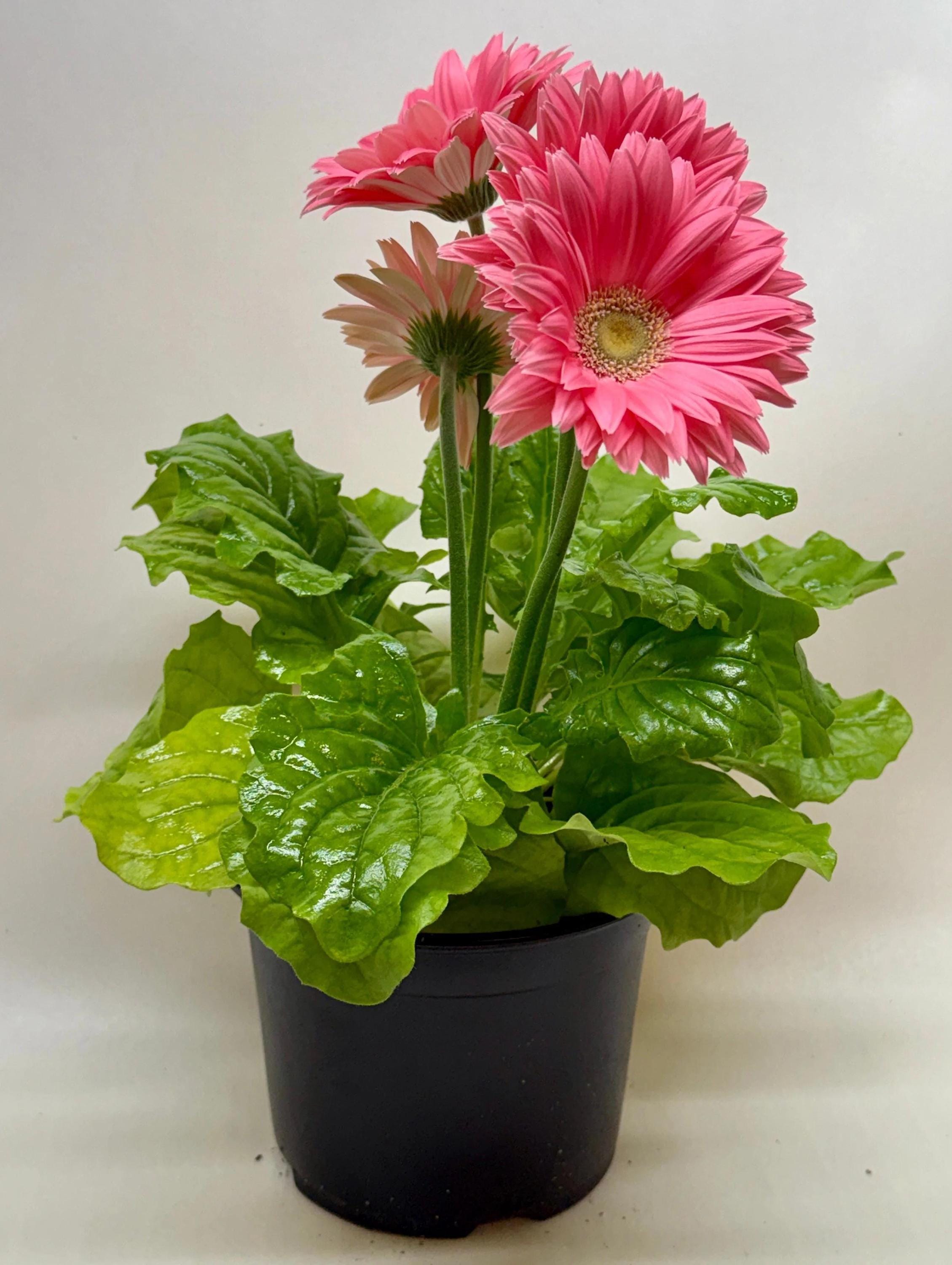 Gerbera Daisy Indoor Plants 6" Pot / Pink Austin Jungle Co.