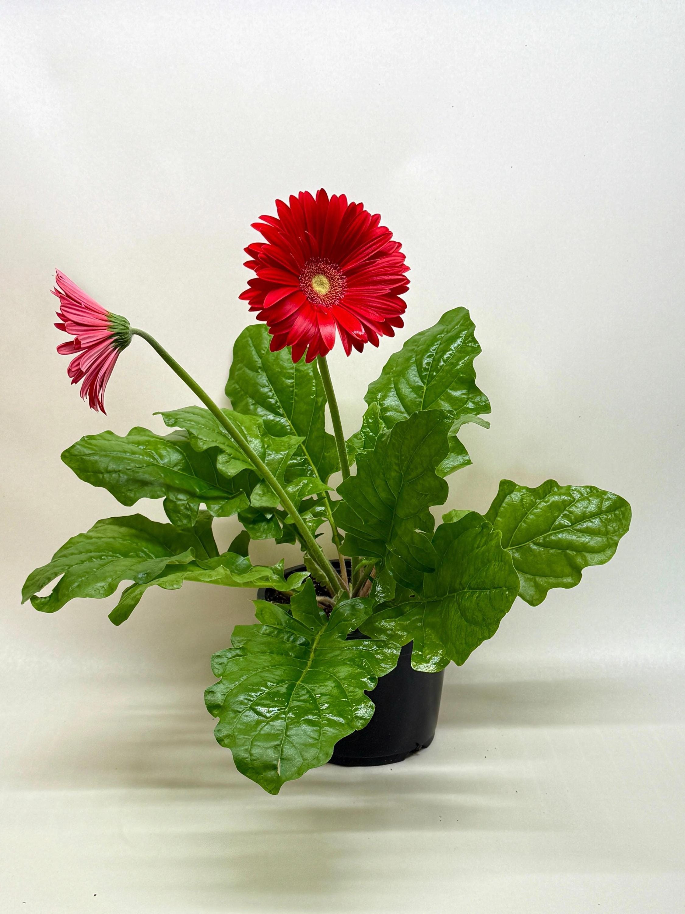 Gerbera Daisy Indoor Plants 6" Pot / Pink Austin Jungle Co.