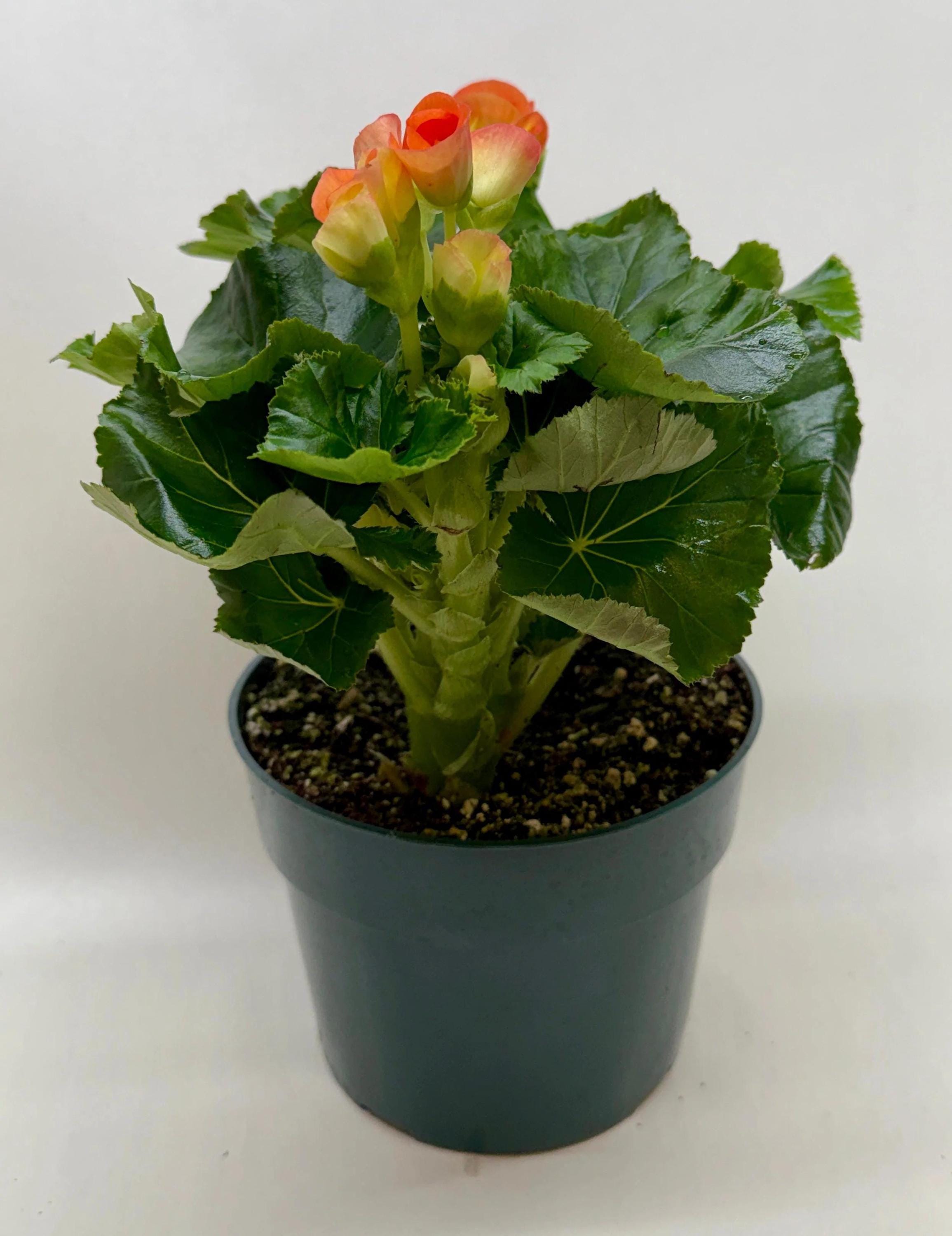 Begonia 'Reiger'
