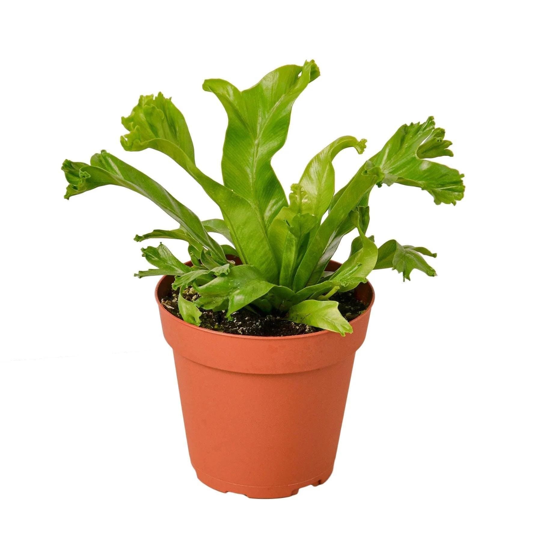 Bird's Nest 'Leslie' Fern Indoor Plants 4" Pot Austin Jungle Co.