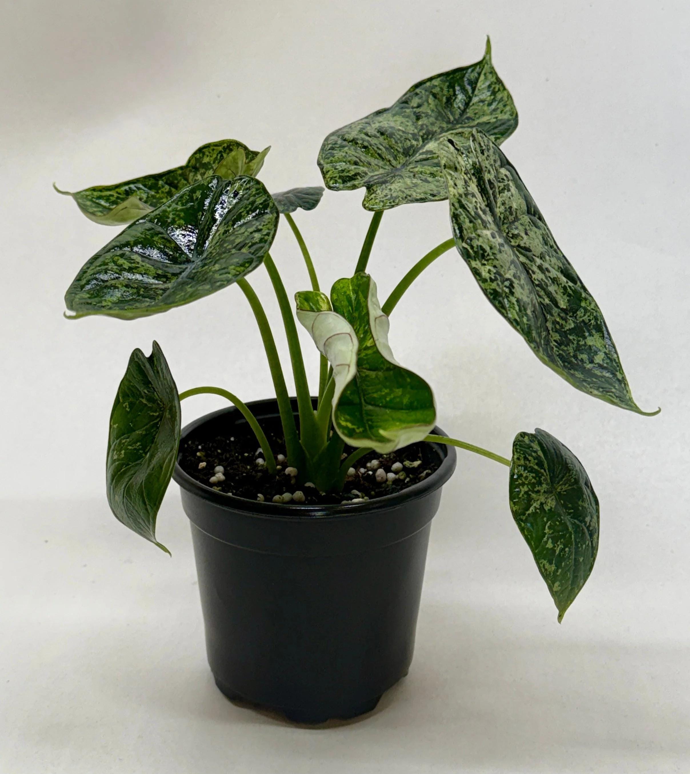Alocasia 'Dragon Scale Mint' Indoor Plants 4" Pot Austin Jungle Co.