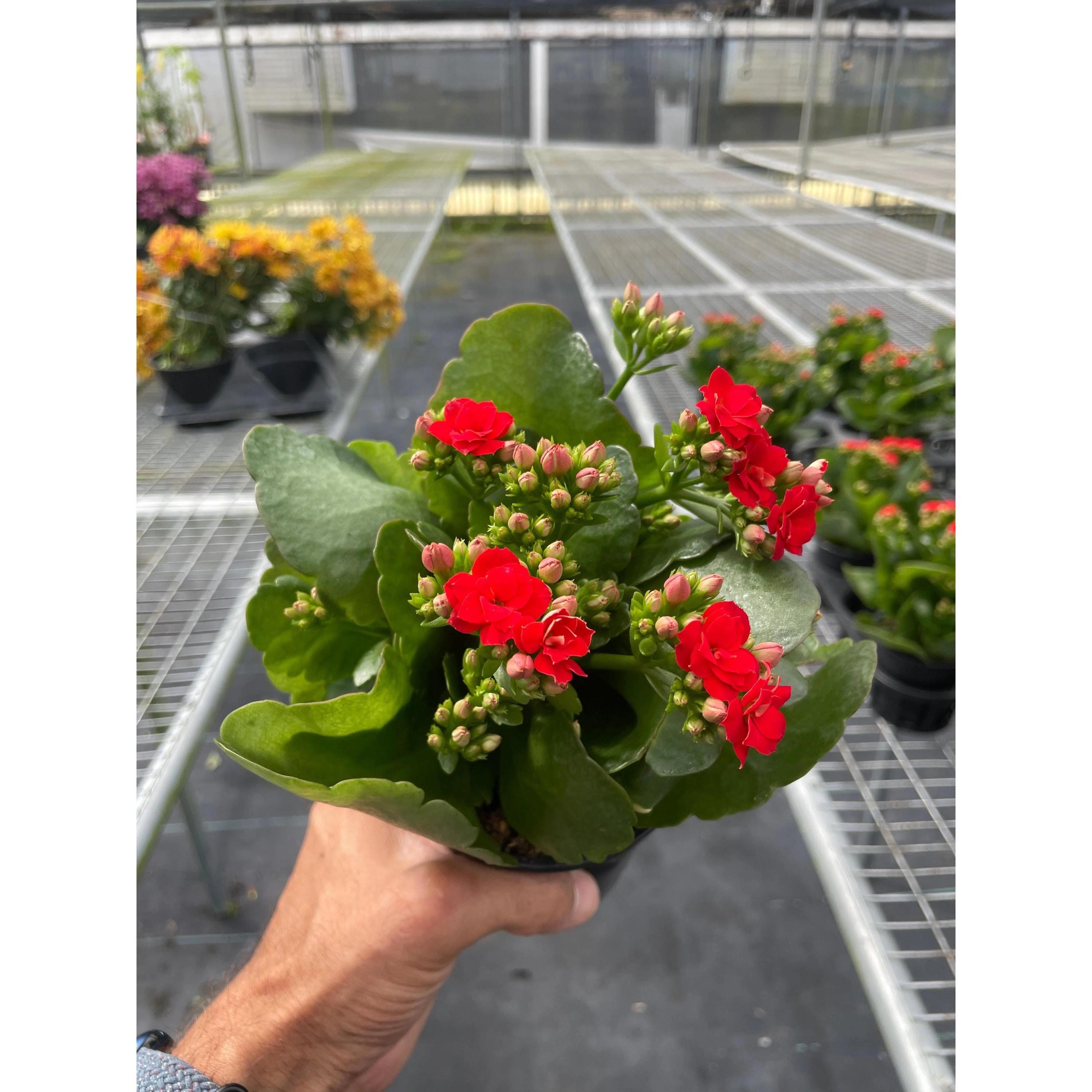 Kalanchoe 'Blossfeldiana' 4" Plant (1pk/$2) ($6 Ship/15oz) 3" Pot / Pink Austin Jungle Co.