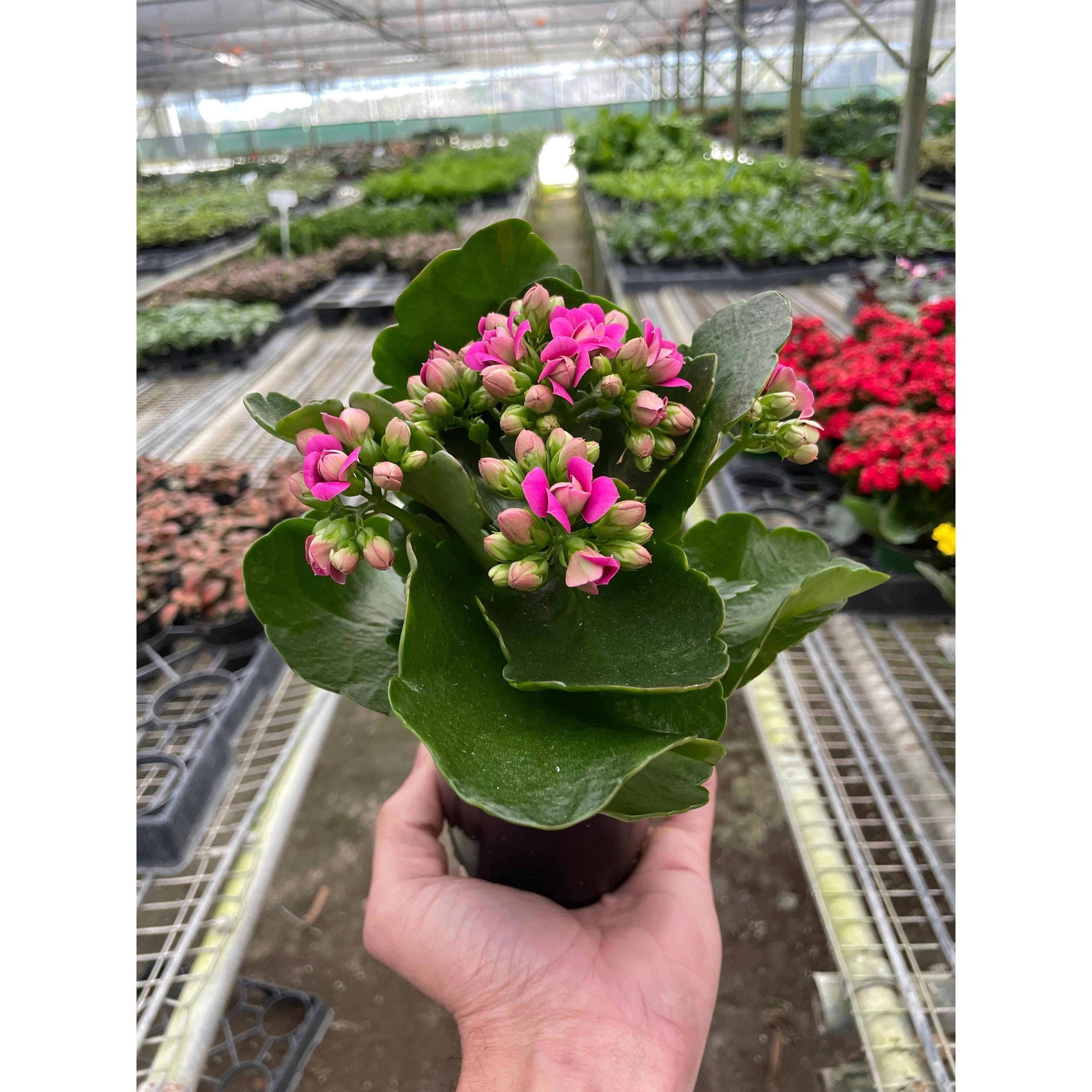 Kalanchoe 'Blossfeldiana' 4" Plant (1pk/$2) ($6 Ship/15oz) 3" Pot / Pink Austin Jungle Co.
