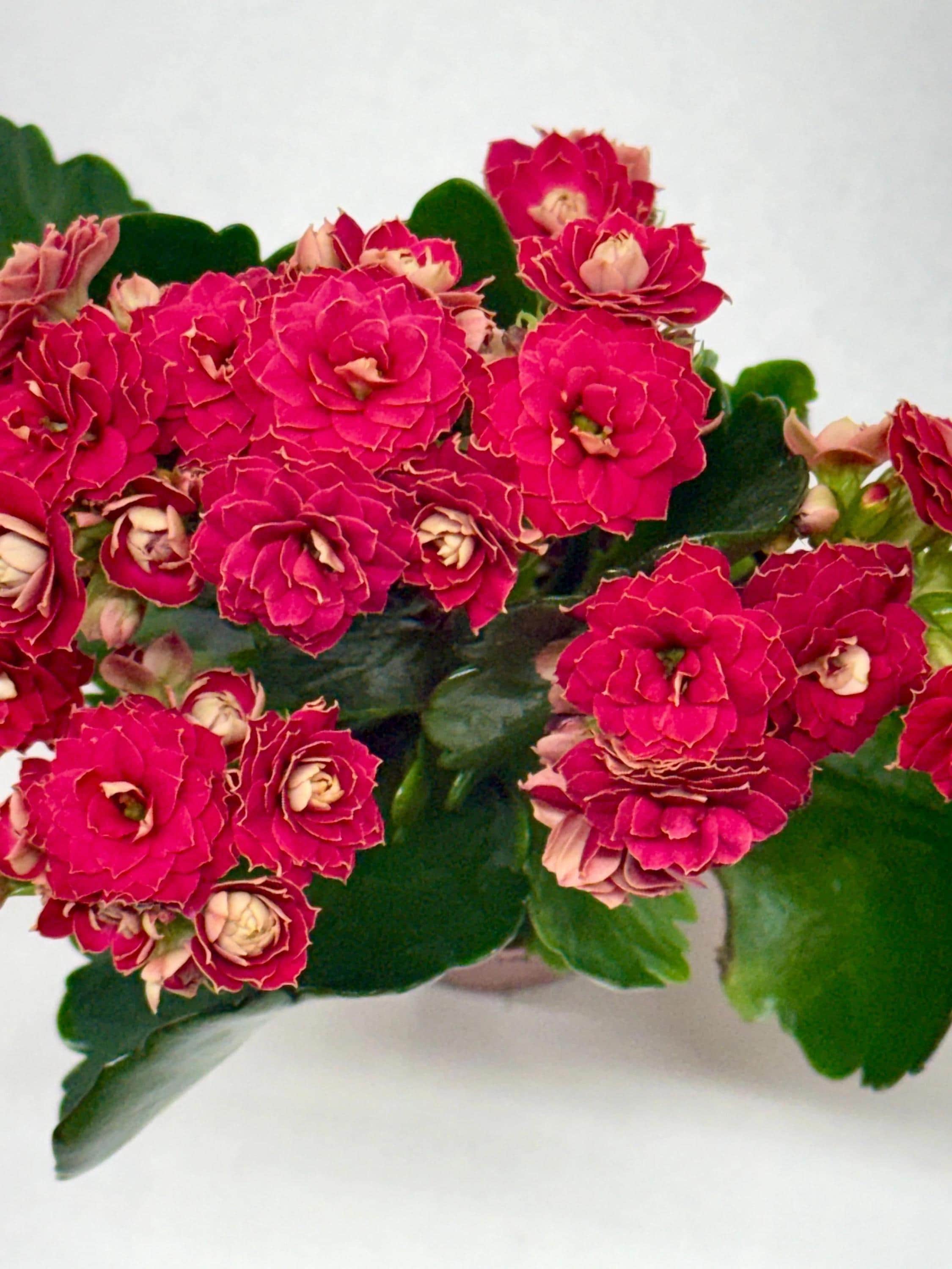 Kalanchoe 'Blossfeldiana' 4" Plant (1pk/$2) ($6 Ship/15oz) 3" Pot / Pink Austin Jungle Co.