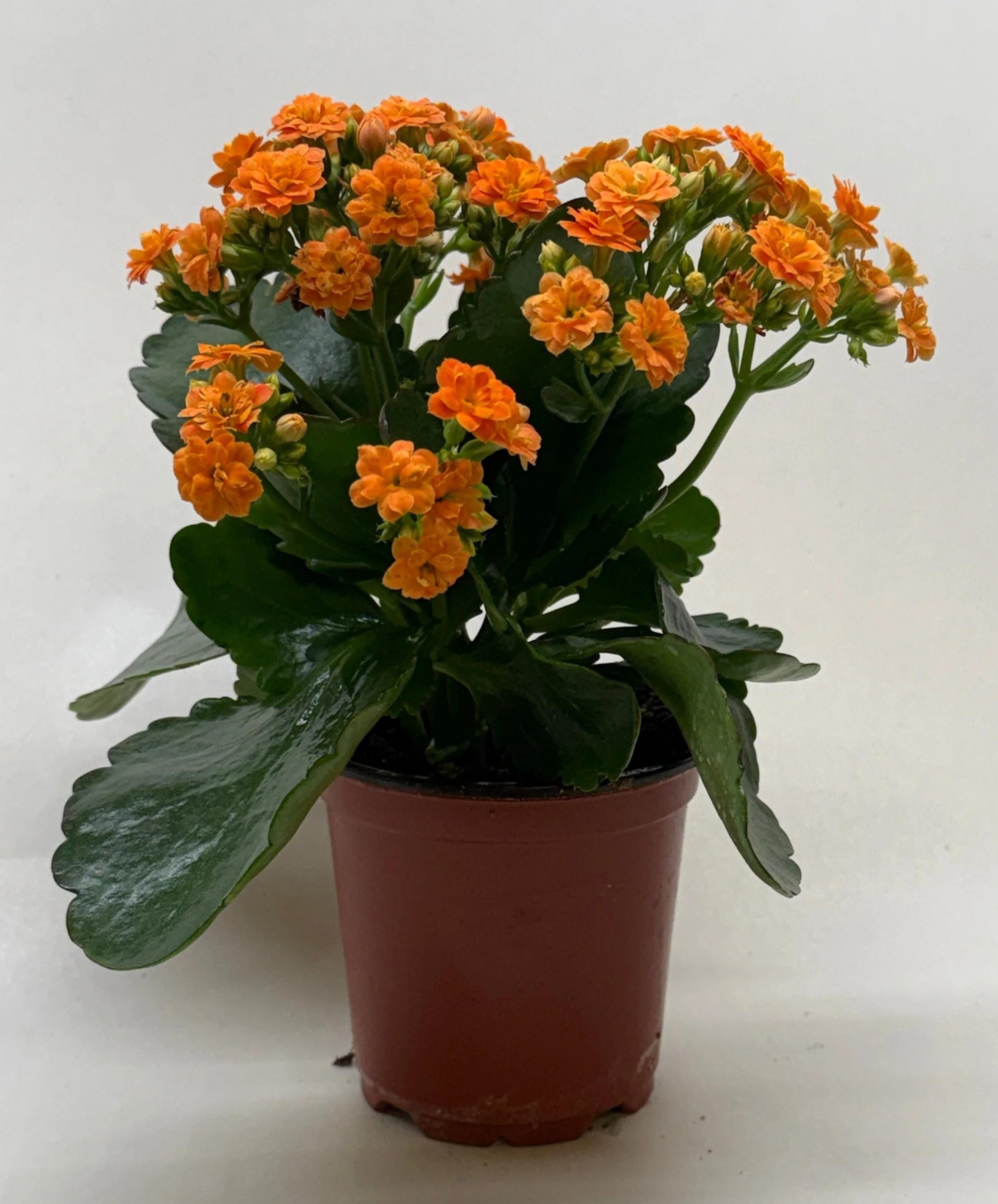 Kalanchoe 'Blossfeldiana' 4" Plant (1pk/$2) ($6 Ship/15oz) 3" Pot / Pink Austin Jungle Co.