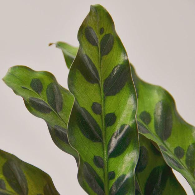 Calathea Lancifolia 'Rattlesnake' Indoor Plants 2" Pot / Nursery Pot Austin Jungle Co.